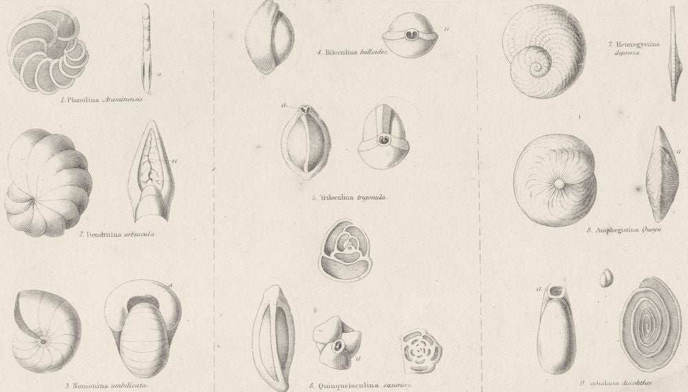 AMOEBOIDS. Rhizopoda Polystomelladae; Planulina Araminensis; Dendritina 1860